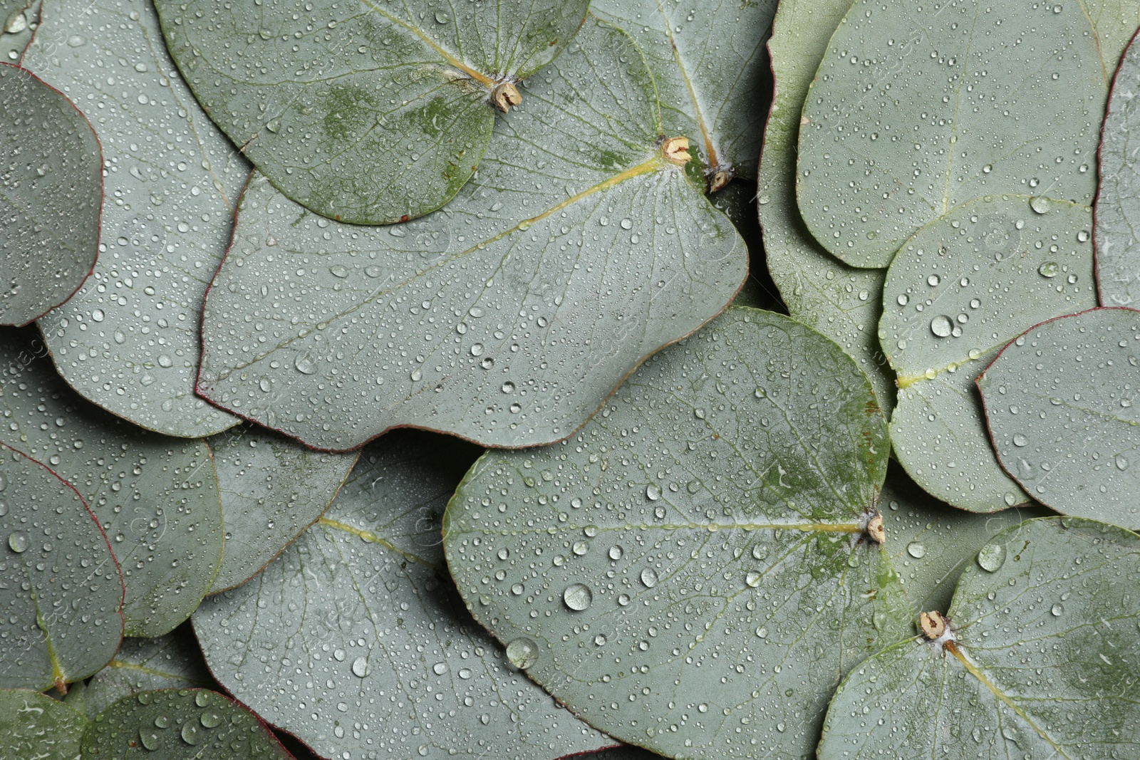 Photo of Fresh green leaves of eucalyptus with water drops as background, top view