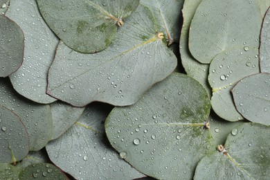 Photo of Fresh green leaves of eucalyptus with water drops as background, top view