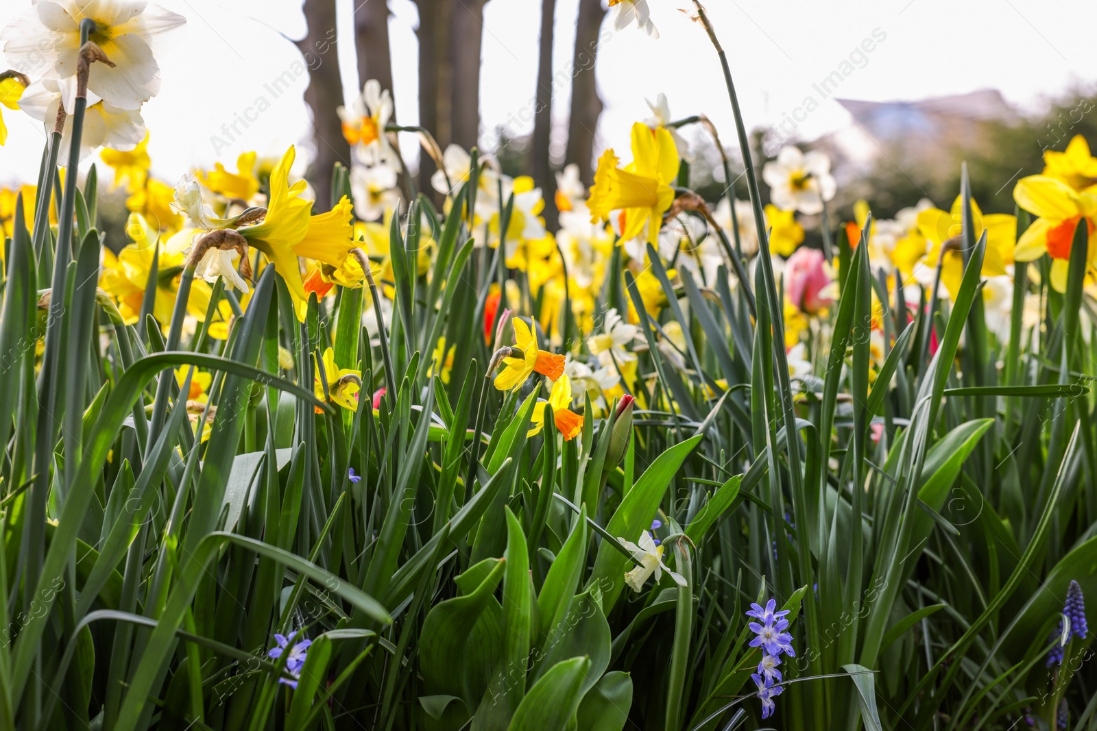 Photo of Beautiful colorful daffodil flowers growing outdoors, closeup