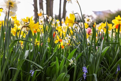 Photo of Beautiful colorful daffodil flowers growing outdoors, closeup