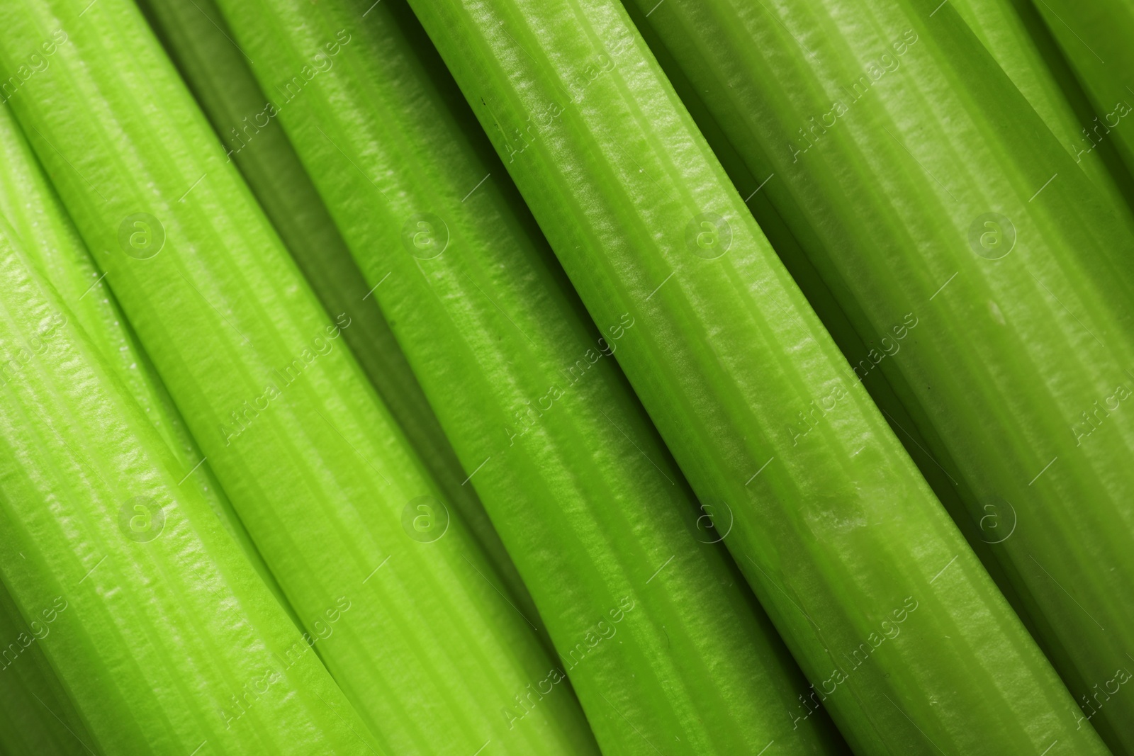 Photo of Fresh green celery bunch as background, top view
