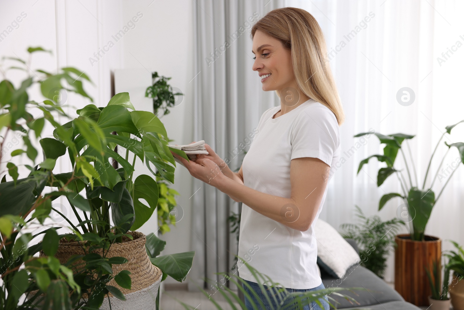 Photo of Woman wiping leaves of beautiful potted houseplants with cloth at home