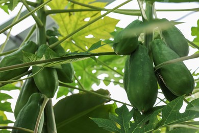 Photo of Unripe papaya fruits growing on tree in greenhouse