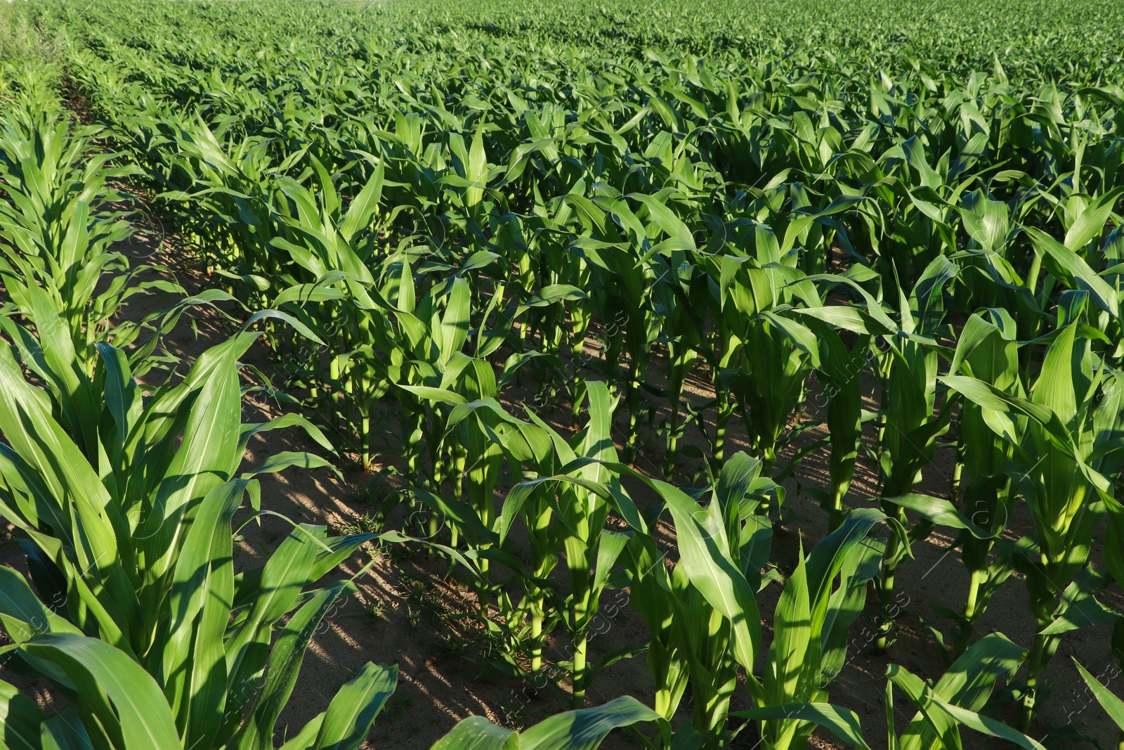 Photo of Beautiful agricultural field with green corn plants on sunny day