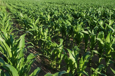 Beautiful agricultural field with green corn plants on sunny day