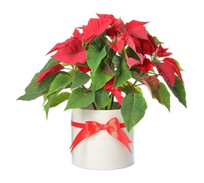 Photo of Red Poinsettia in pot isolated on white. Christmas traditional flower
