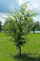 Photo of Beautiful young tree with lush green foliage outdoors on sunny day