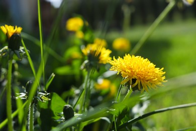 Photo of Beautiful bright yellow dandelions on sunny day, closeup