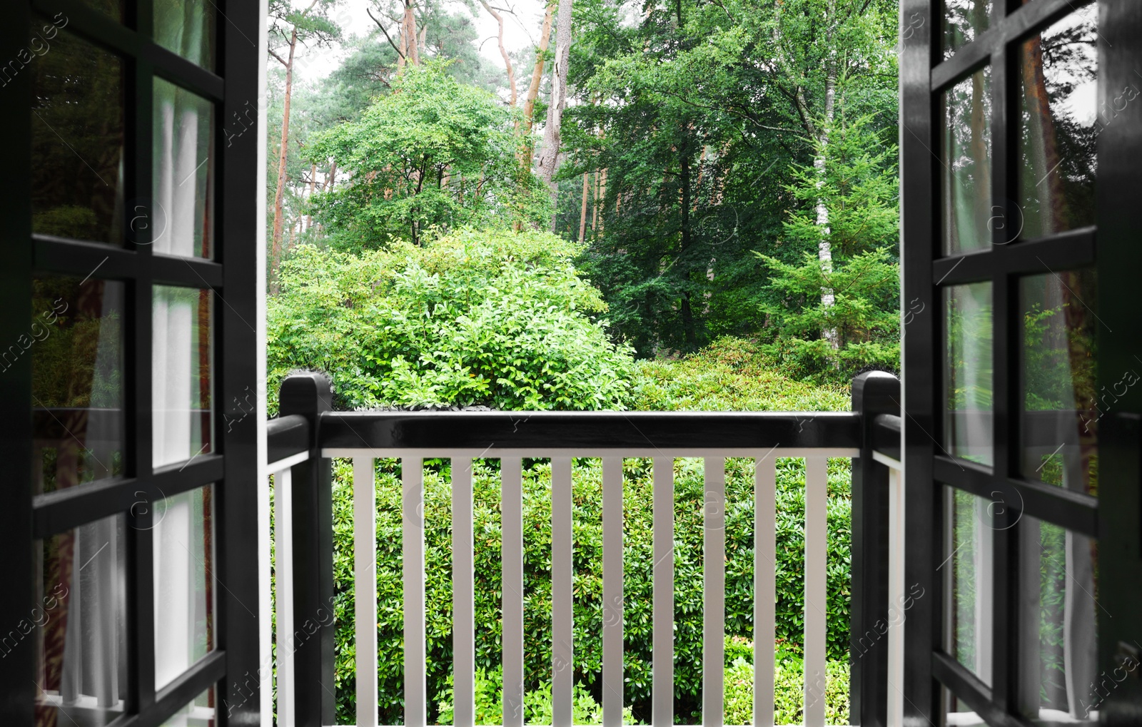 Photo of Beautiful forest with many different green plants, view from balcony