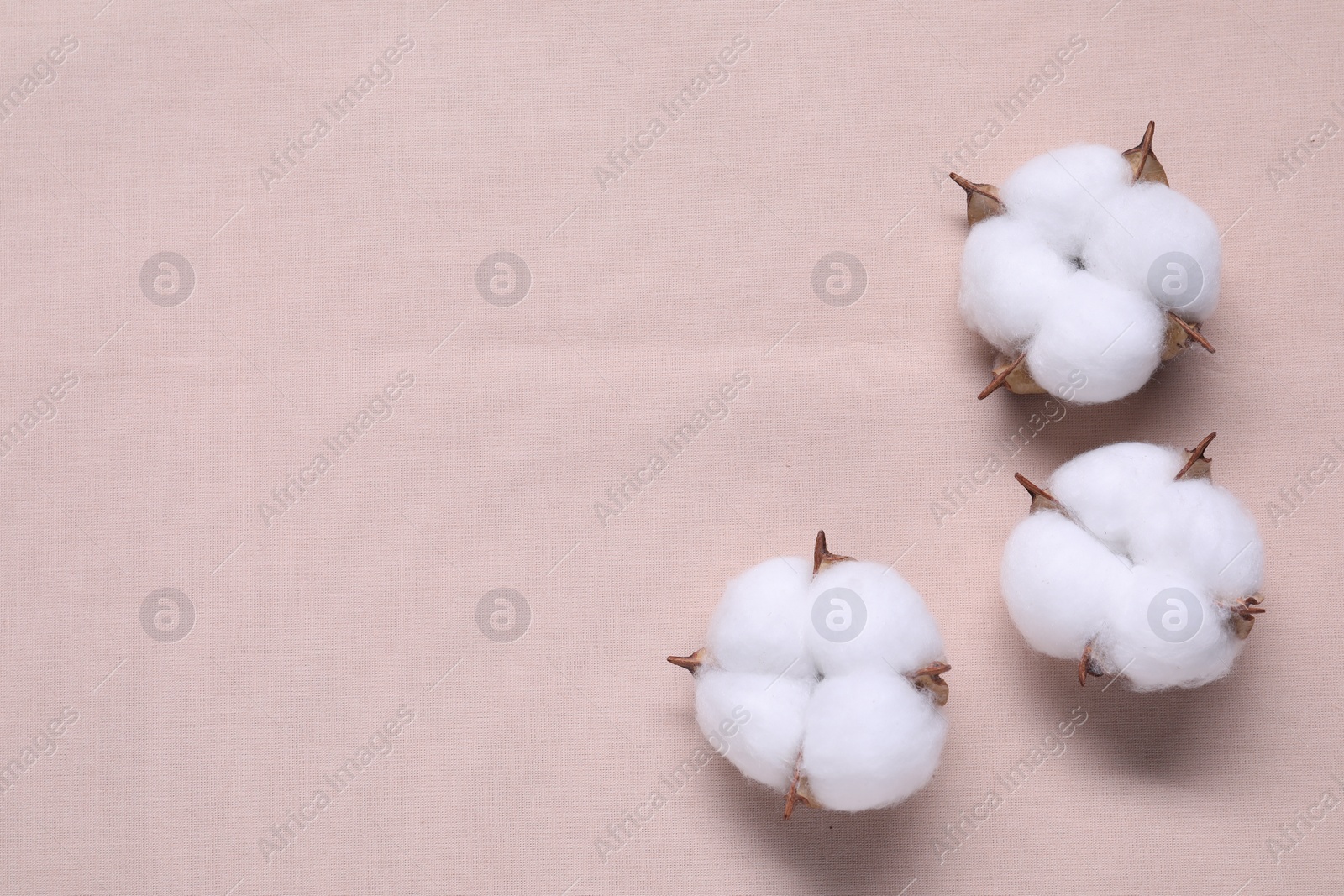 Photo of Fluffy cotton flowers on beige fabric, top view. Space for text