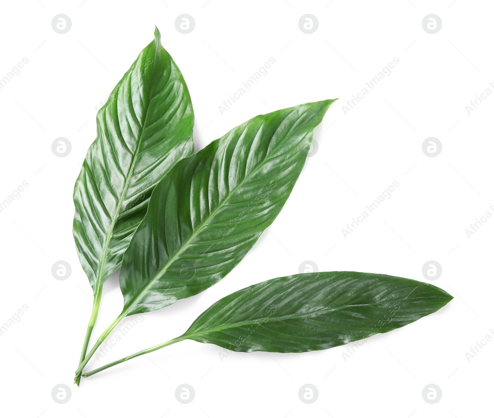 Photo of Beautiful tropical Spathiphyllum leaves on white background