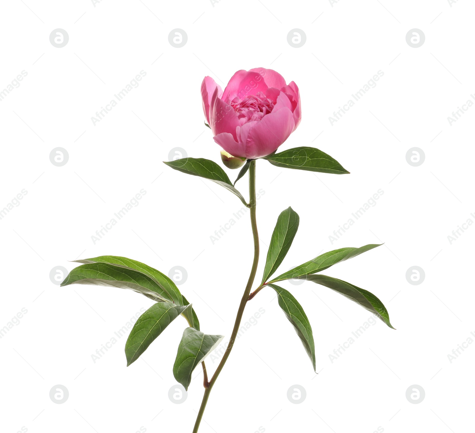 Photo of Fragrant bright peony on white background. Beautiful spring flower