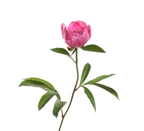 Fragrant bright peony on white background. Beautiful spring flower