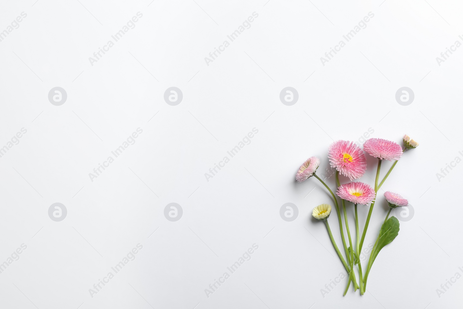 Photo of Flat lay composition with blooming daisies and space for text on white background. Spring flowers