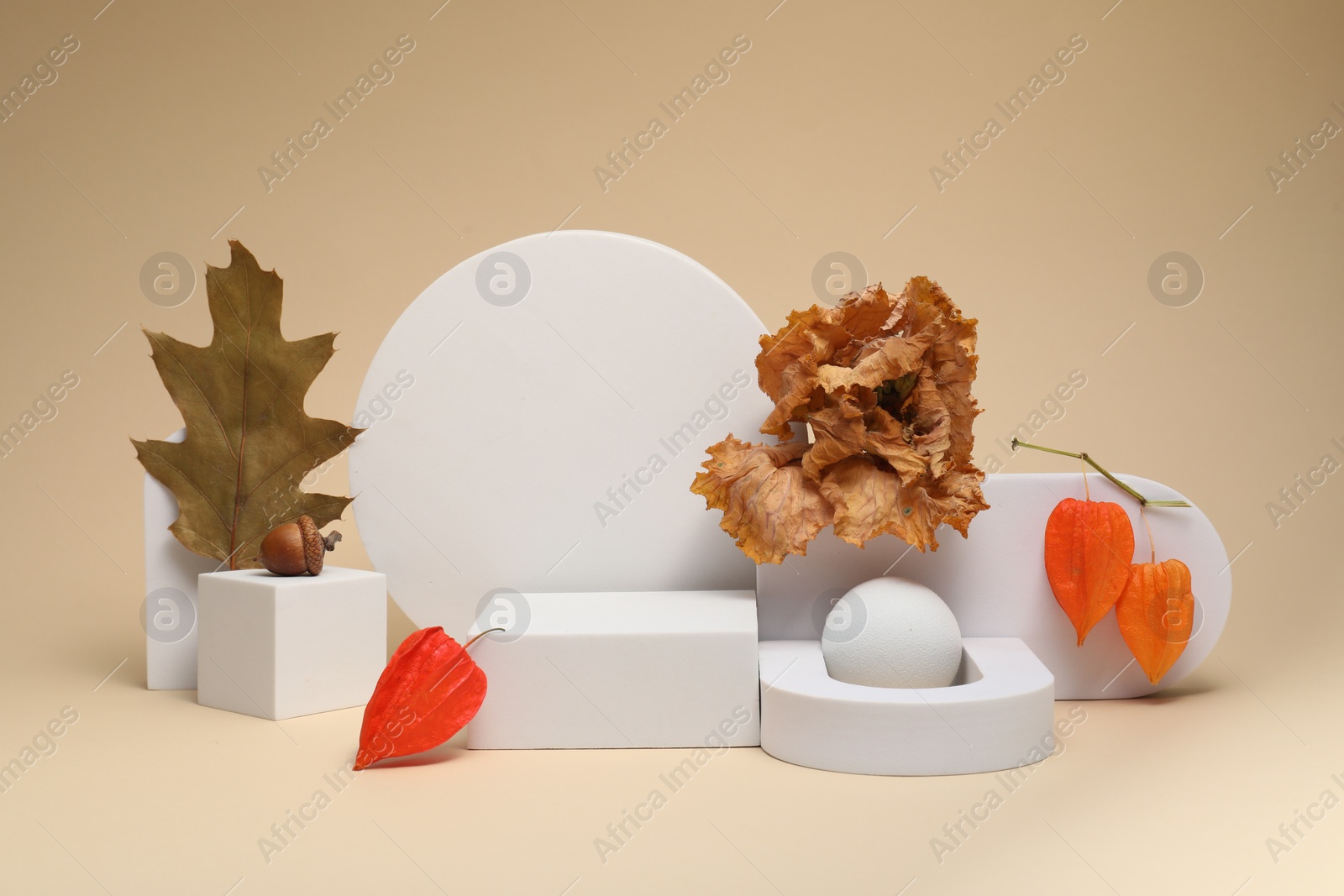 Photo of Autumn presentation for product. White geometric figures, dry leaves, acorn and physalises on beige background