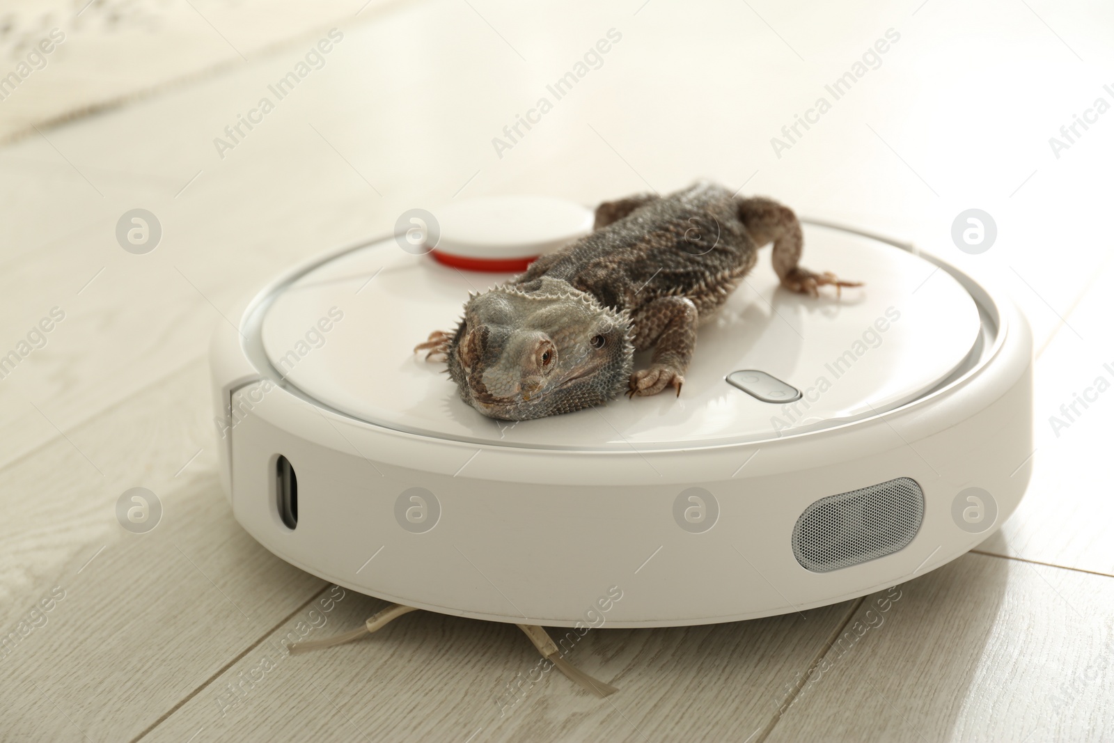 Photo of Robotic vacuum cleaner and bearded dragon lizard indoors