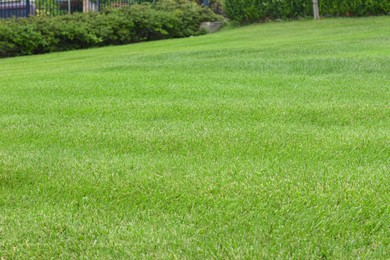 Photo of Beautiful green grass and bushes in garden