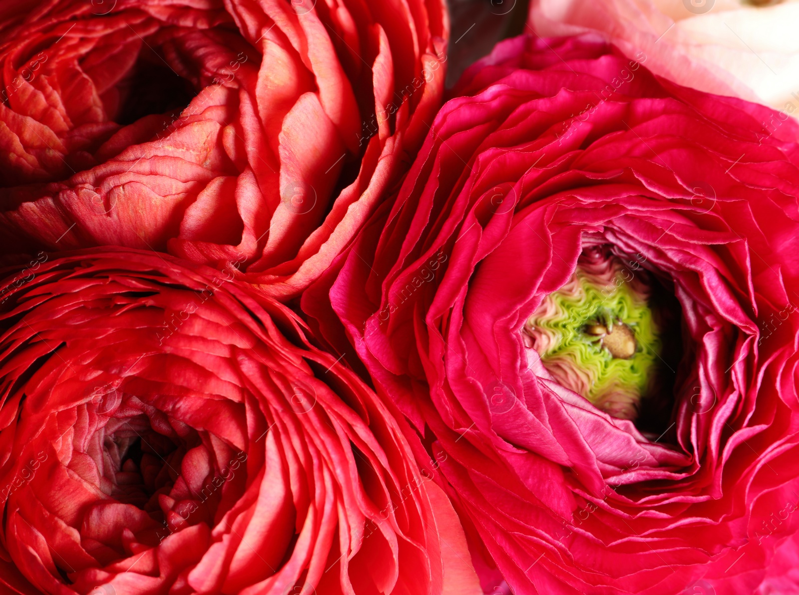 Photo of Beautiful fresh ranunculus flowers as background, closeup view