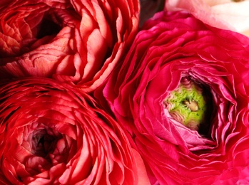 Photo of Beautiful fresh ranunculus flowers as background, closeup view