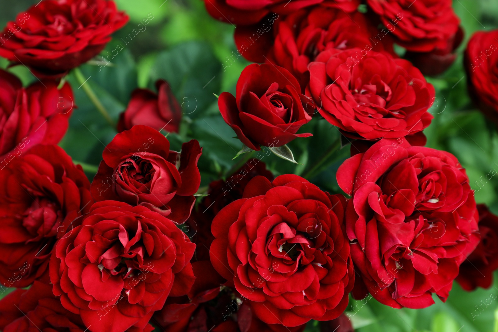 Photo of Beautiful blooming red roses on bush outdoors, closeup