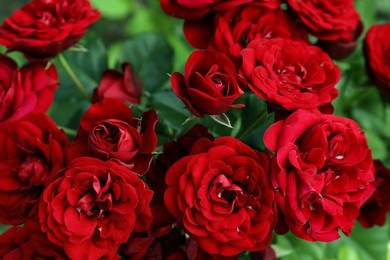 Photo of Beautiful blooming red roses on bush outdoors, closeup