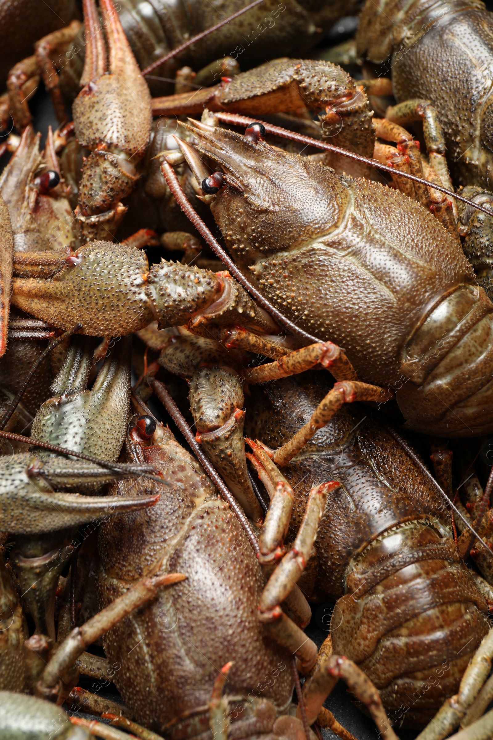 Photo of Fresh raw crayfishes as background, closeup. Healthy seafood