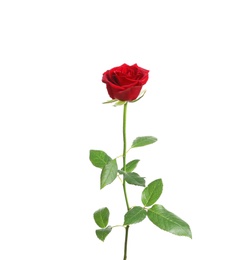 Photo of Red long stem rose on white background