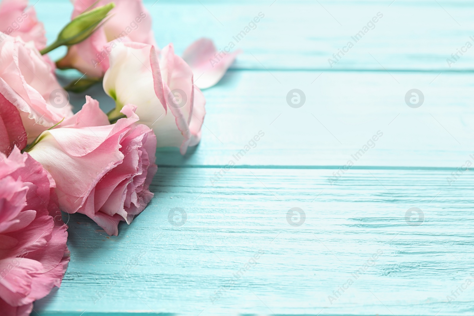 Photo of Beautiful fresh Eustoma flowers on light blue wooden table, closeup view. Space for text