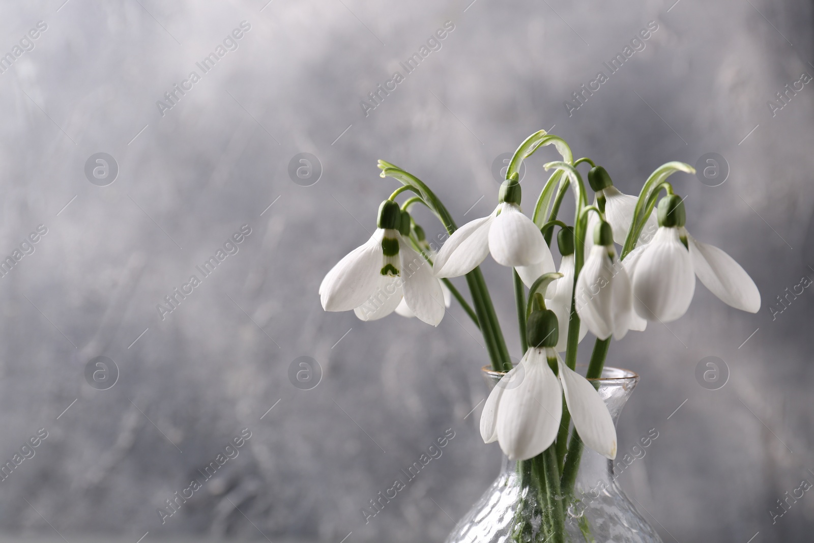 Photo of Vase with beautiful snowdrops on grey background, space for text