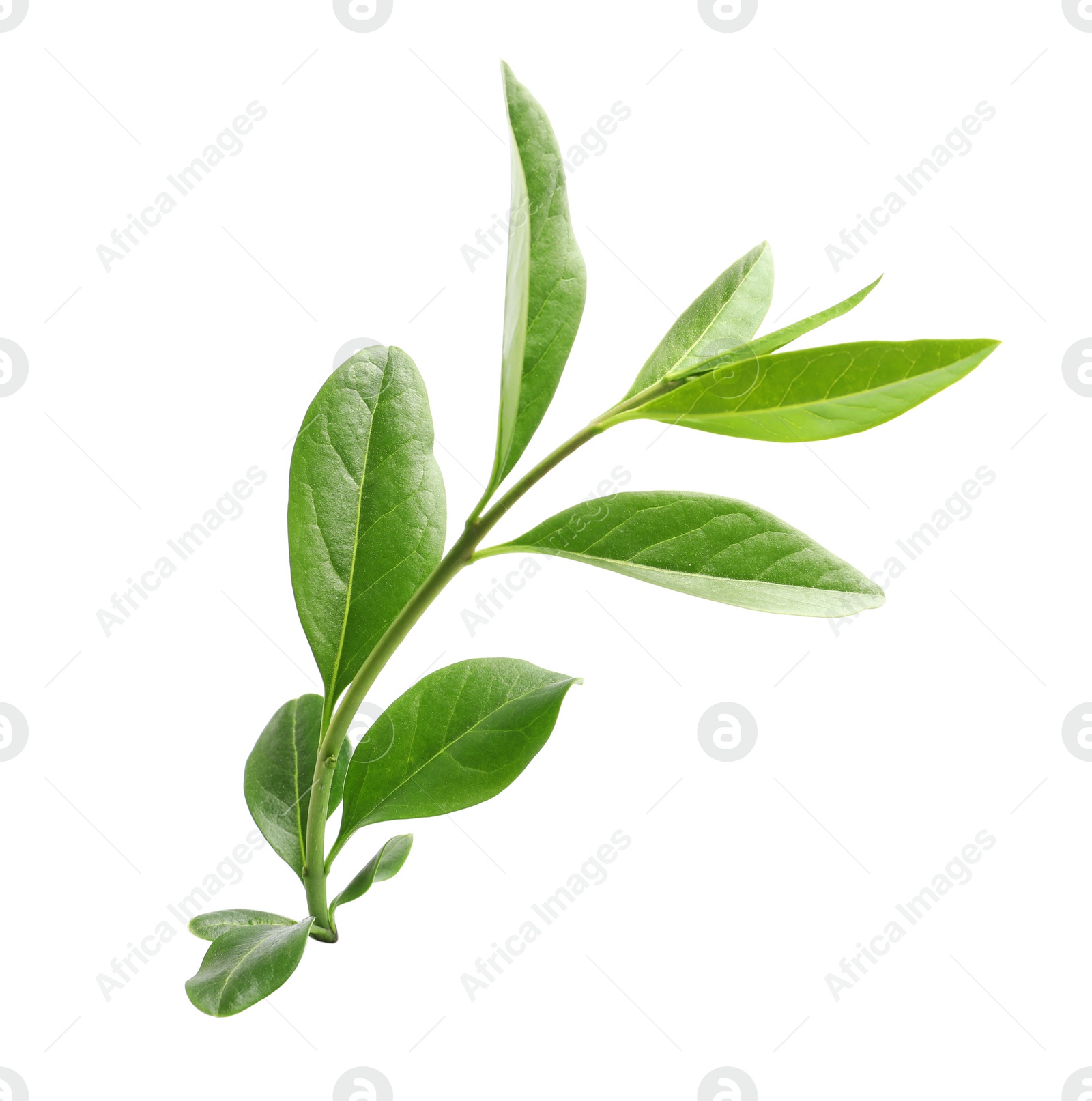 Photo of Branch with green leaves on white background