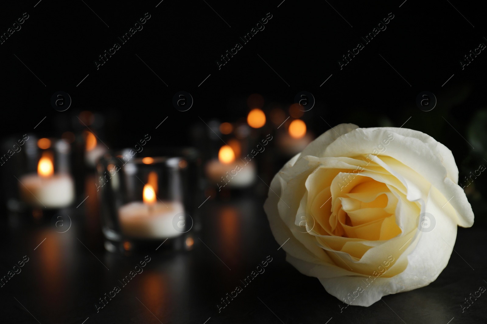 Photo of White rose and blurred burning candles on table in darkness, closeup with space for text. Funeral symbol