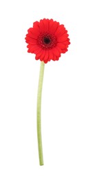 Beautiful red gerbera flower isolated on white, top view