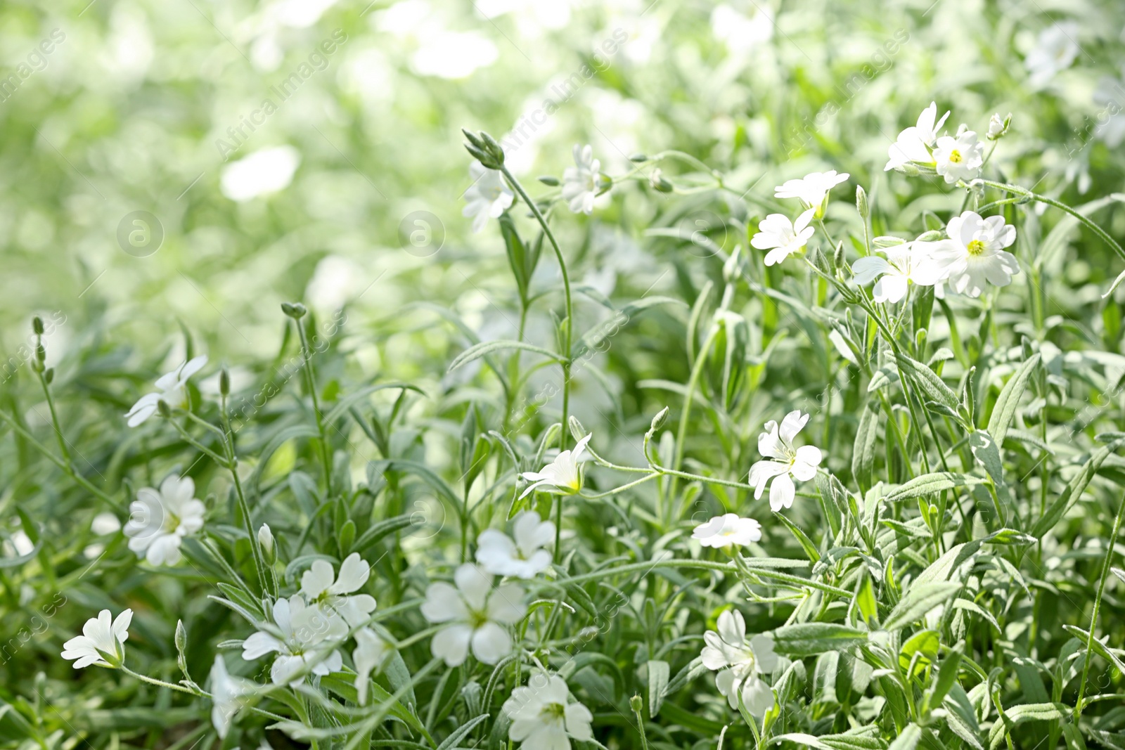 Photo of Beautiful white spring flowers in green garden on sunny day