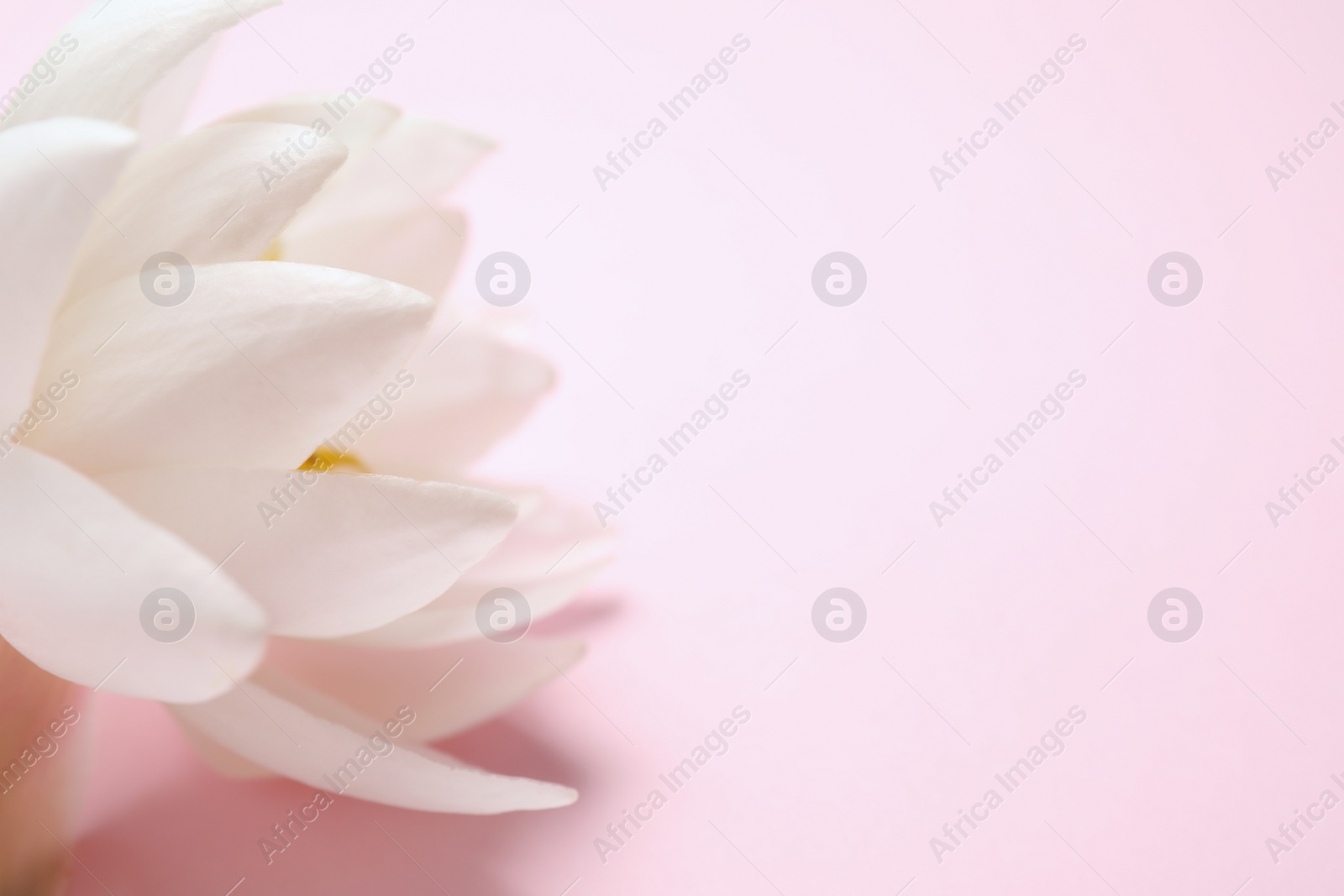 Photo of Beautiful white lotus flower on light pink background, closeup. Space for text