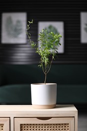 Potted pomegranate plant with green leaves on table in room