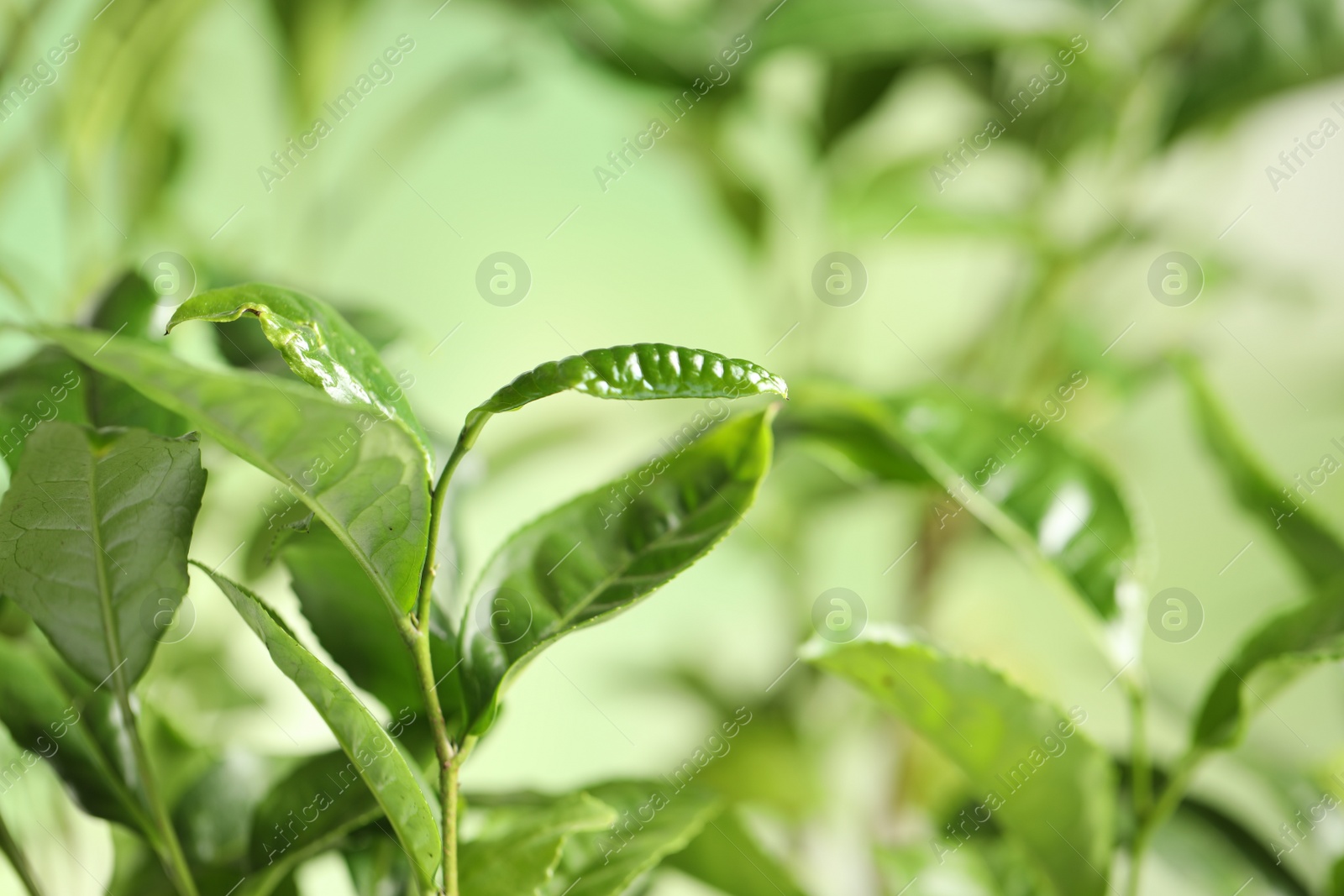 Photo of Green leaves of tea plant on blurred background, closeup. Space for text