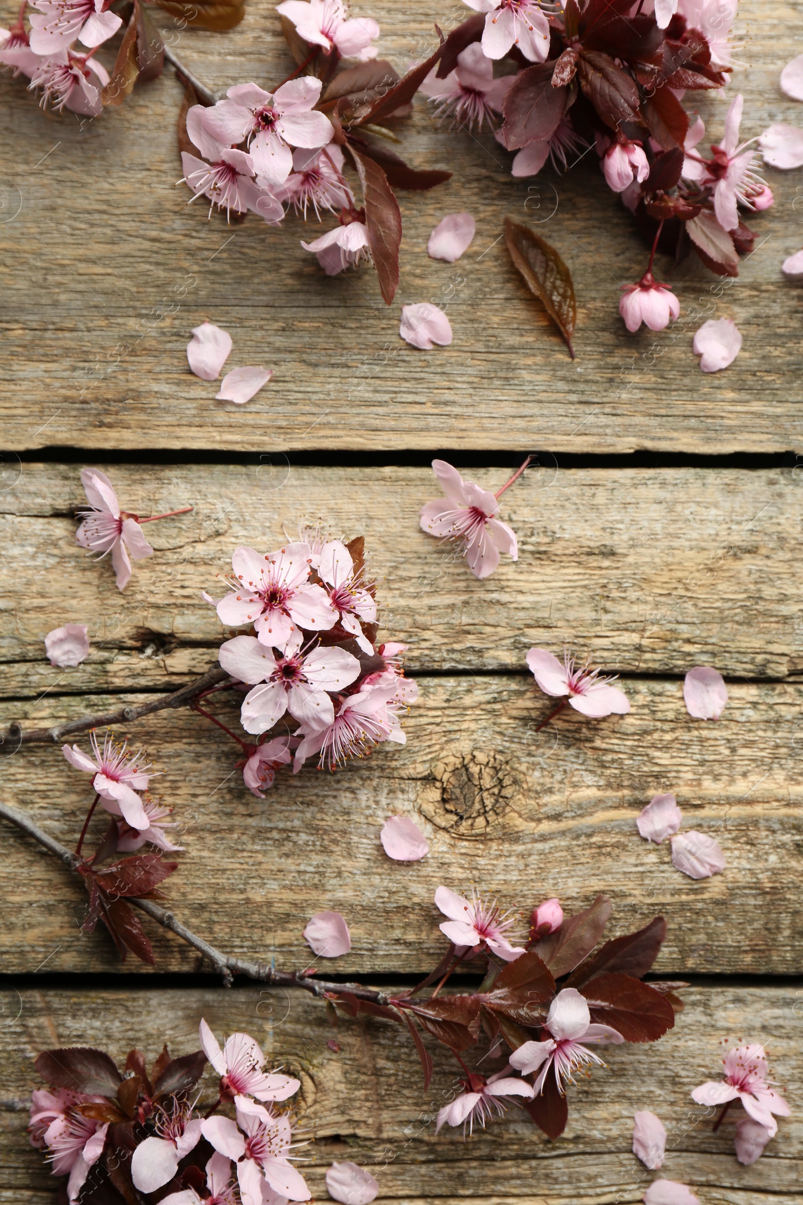 Photo of Spring branches with beautiful blossoms and leaves on wooden table, flat lay