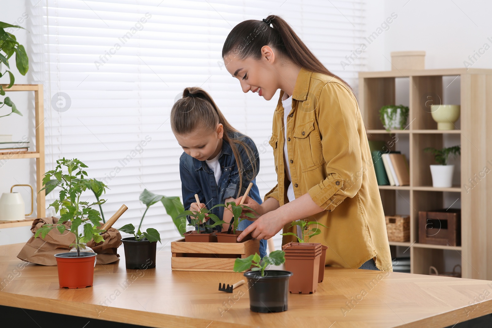 Photo of Mother and daughter planting seedlings into pots together at wooden table in room