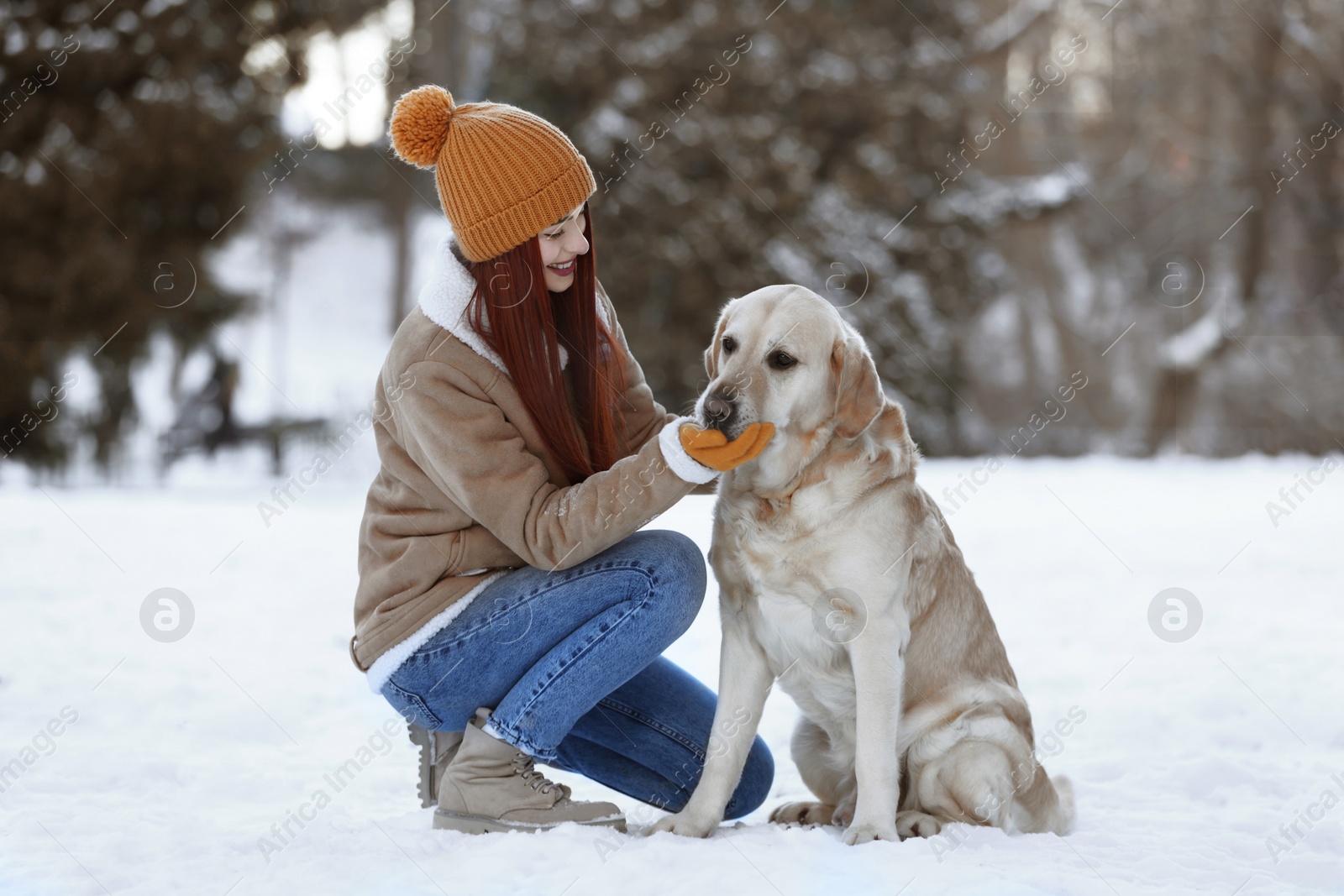 Photo of Beautiful young woman with adorable Labrador Retriever on winter day outdoors