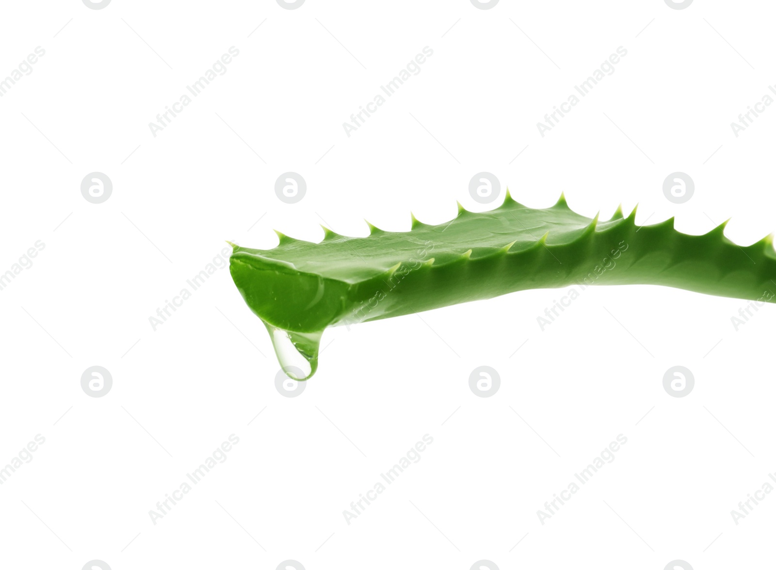 Photo of Leaf of aloe plant with water drop on white background