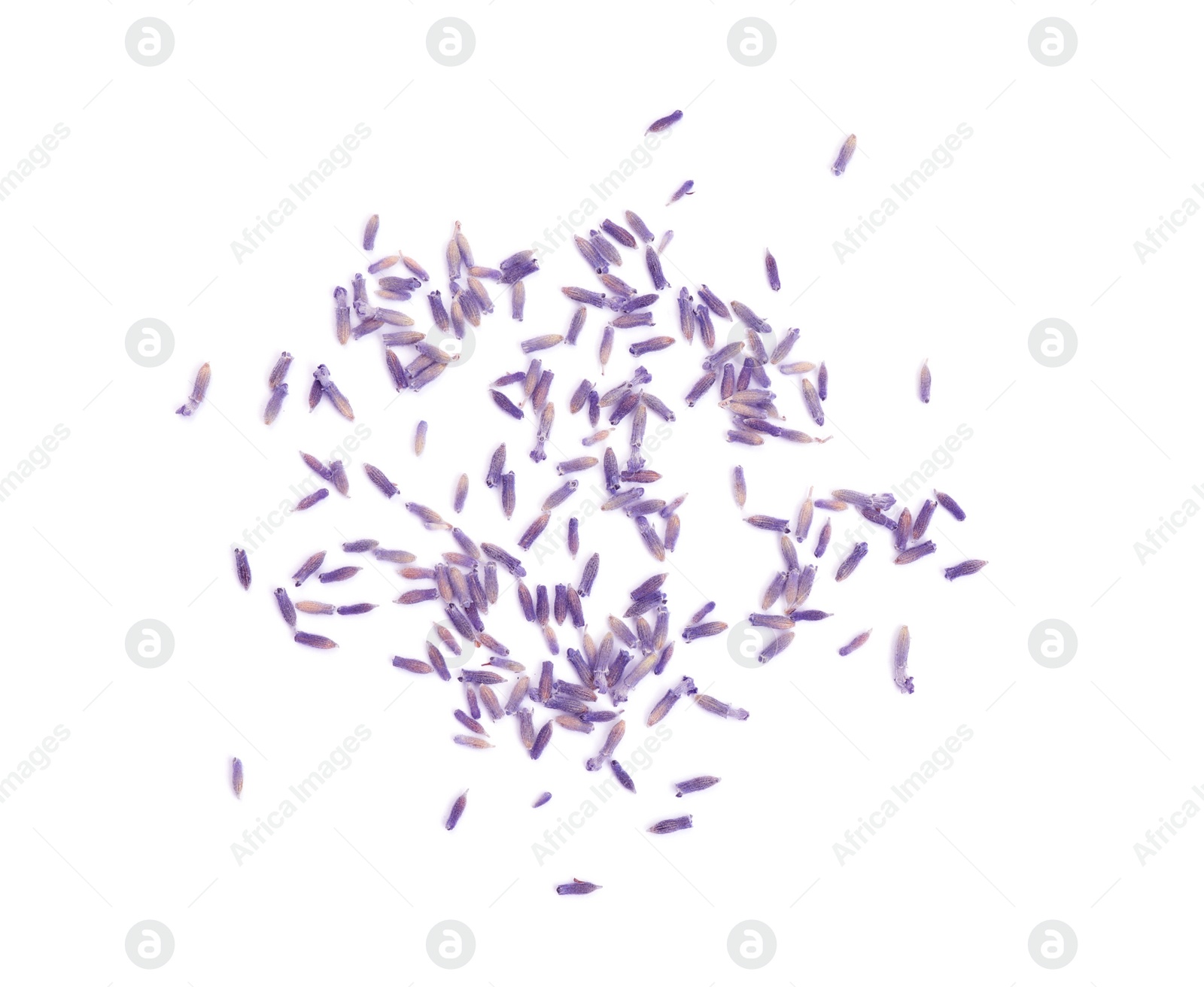 Photo of Beautiful purple lavender flowers on white background, top view