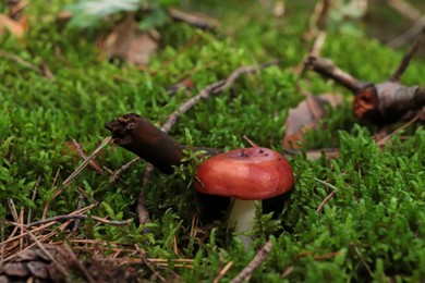 Photo of Russula mushroom growing among green grass in forest