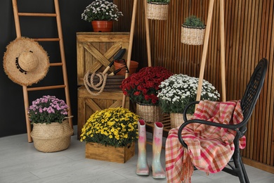 Beautiful fresh chrysanthemum flowers and gardening tools indoors