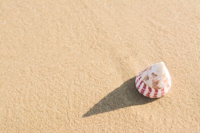 Photo of Beautiful seashell on wet sandy beach, space for text