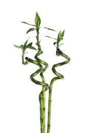 Green bamboo stems with leaves on white background