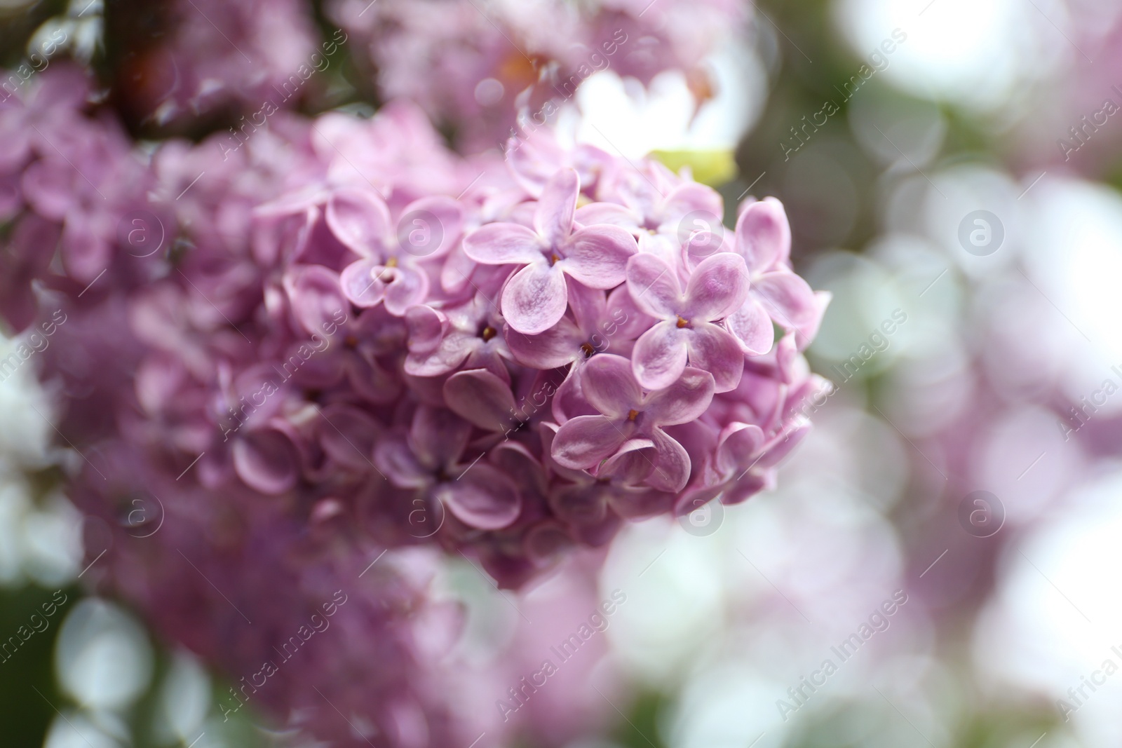 Photo of Closeup view of beautiful blossoming lilac bush outdoors