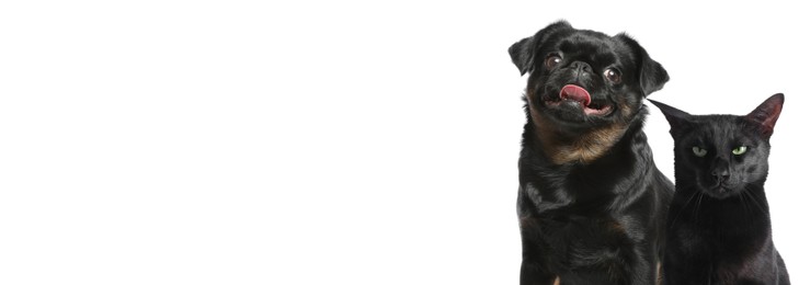 Image of Petit Brabancon dog and adorable black cat on white background. Banner design with space for text