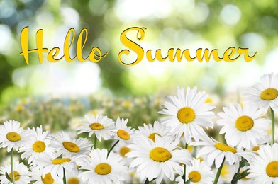 Image of Hello Summer. Beautiful chamomile flowers outdoors on sunny day 