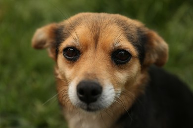 Photo of Cute dog on blurred background, closeup view
