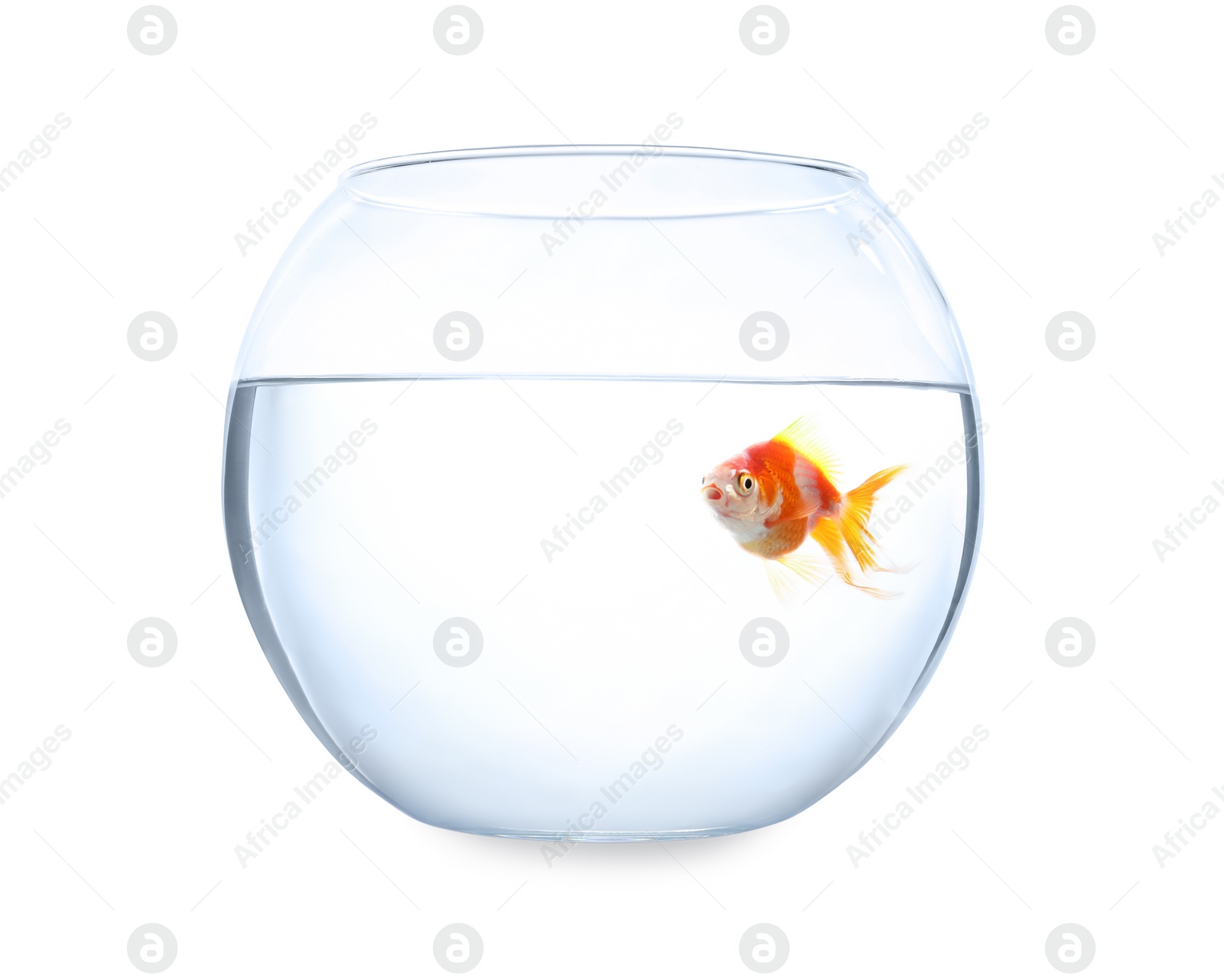 Photo of Beautiful bright small goldfish in round glass aquarium isolated on white